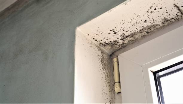 Professional Mold Removal in Campbellsburg, KY